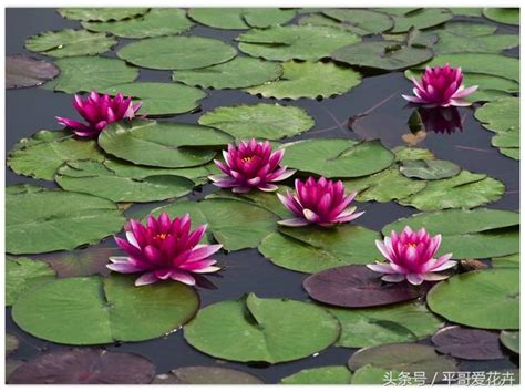 門前種蓮花|家裡養蓮花有什麼寓意，不聚財且陰氣較重 (不適宜家。